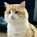 スズタ ユウキのプロフィール画像