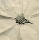 hachiyama rinaのプロフィール画像