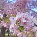 浅子 遥花のプロフィール画像
