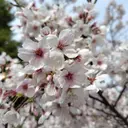 中谷 葵のプロフィール画像