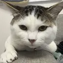 sato Eのプロフィール画像