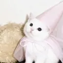 ココ ミのプロフィール画像