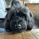 セプトネイル YAMAZAKIのプロフィール画像