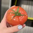 藤井 彩華のプロフィール画像