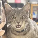 JennNail_ マオのプロフィール画像