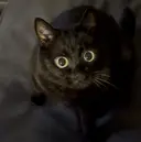 柴田 聖羅のプロフィール画像