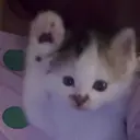 中村 波瑠のプロフィール画像