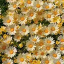 菅谷 郁実のプロフィール画像