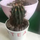 M y lash 緑井店 宮本のプロフィール画像