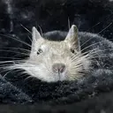 🐾バンビッシュ kudo🐾のプロフィール画像