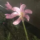 カワイイ保証🤍🪄 yuiのプロフィール画像