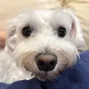 ジョーンズ 心音のプロフィール画像