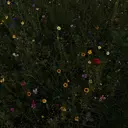 赤間 安弥乃のプロフィール画像