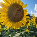 高村 宏子のプロフィール画像