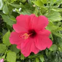 LiIy SAKIのプロフィール画像