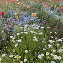 🌿 amiのプロフィール画像