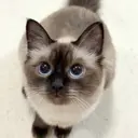 山本 果音のプロフィール画像