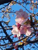 Manicia Yashimaのプロフィール画像