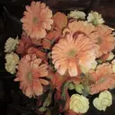 高橋 芽のプロフィール画像