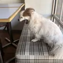 tiffin SAKURAのプロフィール画像