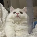 マリーテレジア HAYASHIのプロフィール画像