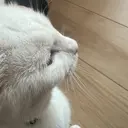 She's nail Runaのプロフィール画像