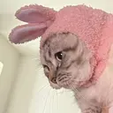 横江 桃子のプロフィール画像