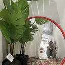 アンセ薬院 momokaのプロフィール画像