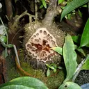 久野 比菜のプロフィール画像