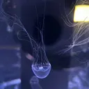 カイ アオネのプロフィール画像