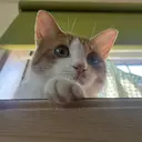 セプトアカデミー おかだのプロフィール画像