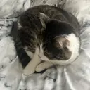 💙🐈 ayaのプロフィール画像