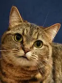 柏野 孝子のプロフィール画像