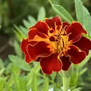 eyelist🌹 Harunaのプロフィール画像