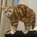 ayame ヨウのプロフィール画像