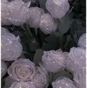 MADIA_ miyuのプロフィール画像