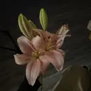 Lily Harukaのプロフィール画像