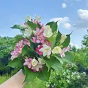 Cute Beauty🌷のプロフィール画像