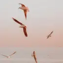 fujimoto kanaのプロフィール画像