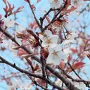 延吉 桜汰のプロフィール画像