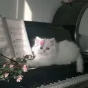 eyelashCil 宮居のプロフィール画像