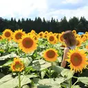 WHITE EYE 長岡店Chihiroのプロフィール画像