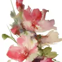 fukuma hikariのプロフィール画像