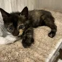 kanako ネイルのプロフィール画像