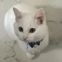 Peach あんずのプロフィール画像