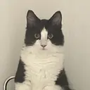 楊桃 小好のプロフィール画像