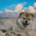 オオコウチ シオリのプロフィール画像