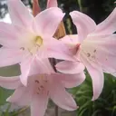 東仲 琉風のプロフィール画像