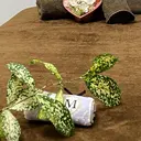 根岸 もえ子のプロフィール画像