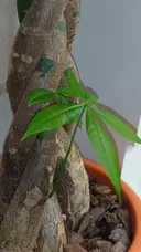 アルファタッチ 　ヘッドスパ　コジマのプロフィール画像